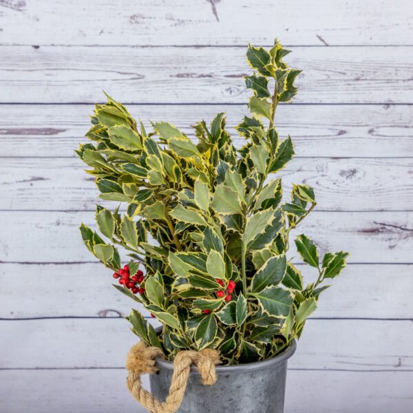 Bouquet Holly Variegated