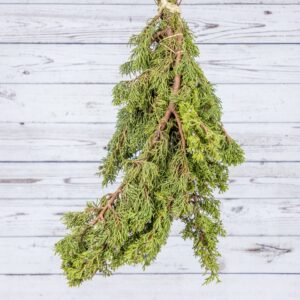 Evergreen Bunch Berried Juniper