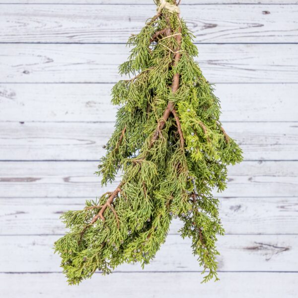 Evergreen Bunch Berried Juniper