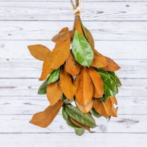 Evergreen Bunch Magnolia Tips