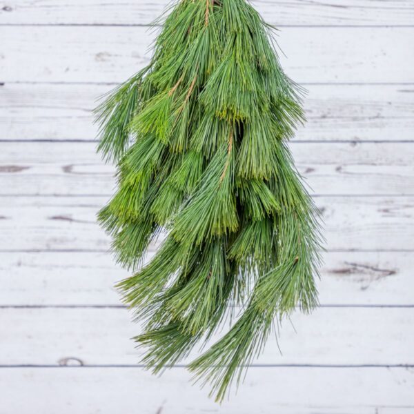 WD-Bunch, Pine, White