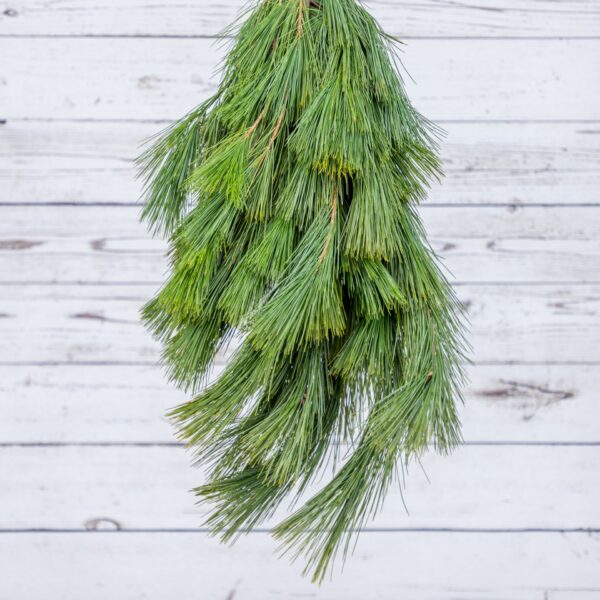Evergreen Bunch White Pine