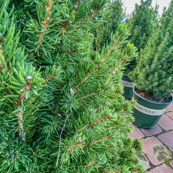 Winter Evergreen Dwarf Alberta Spruce - Image 2