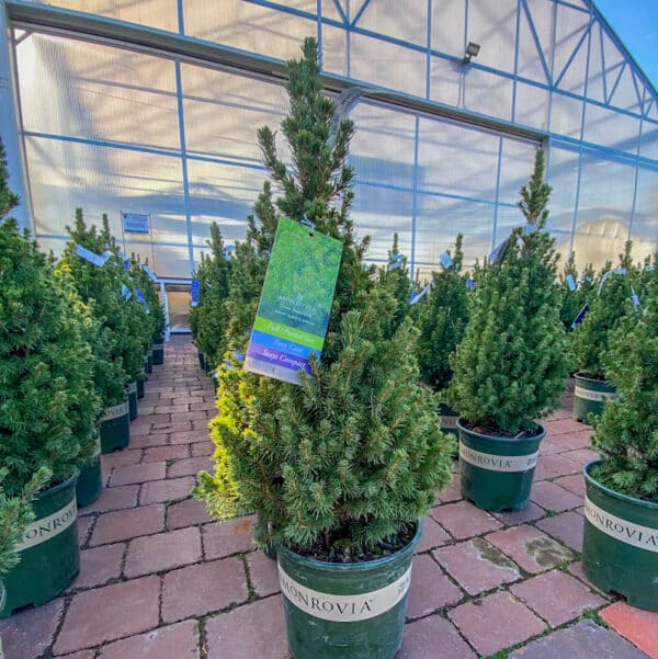 Winter Evergreen Dwarf Alberta Spruce - Image 3
