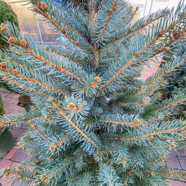 Winter Evergreen #10 Fat Albert Spruce - Image 2