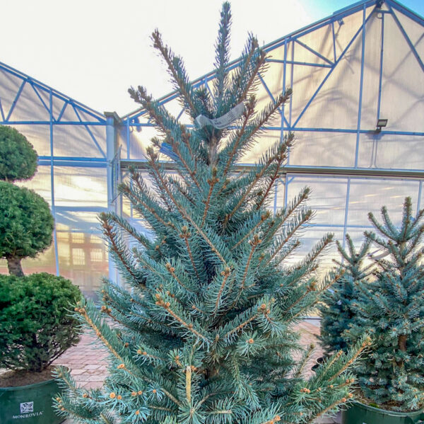Winter Evergreen #10 Fat Albert Spruce