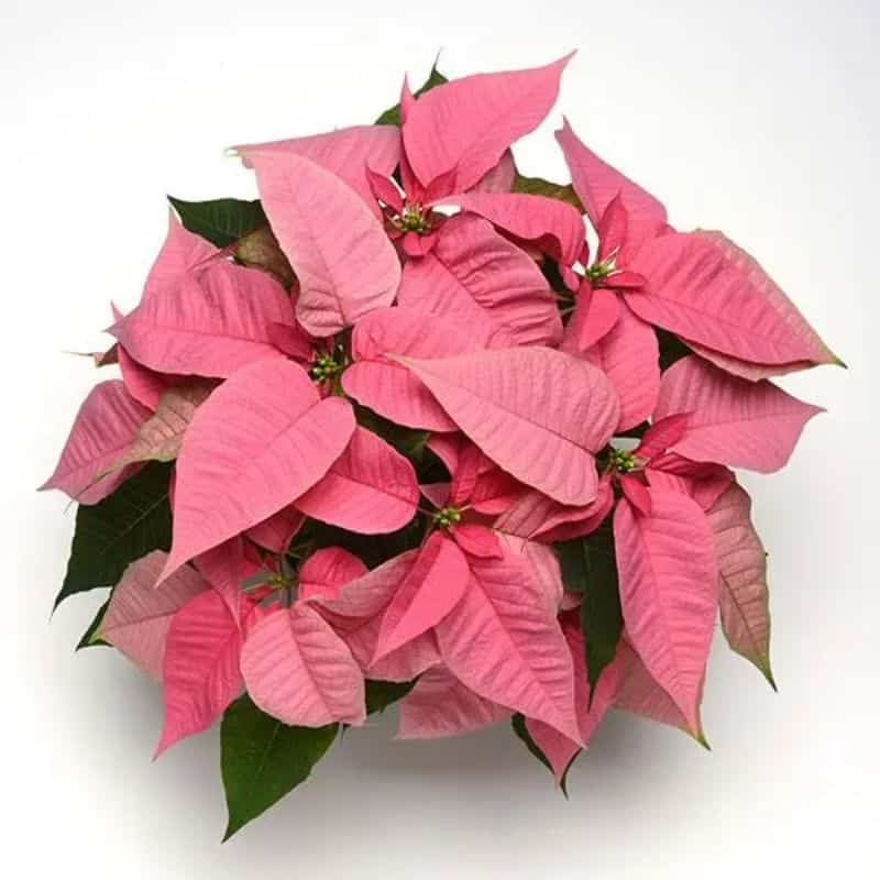 Poinsettia - Image 3