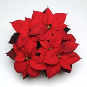 Poinsettia