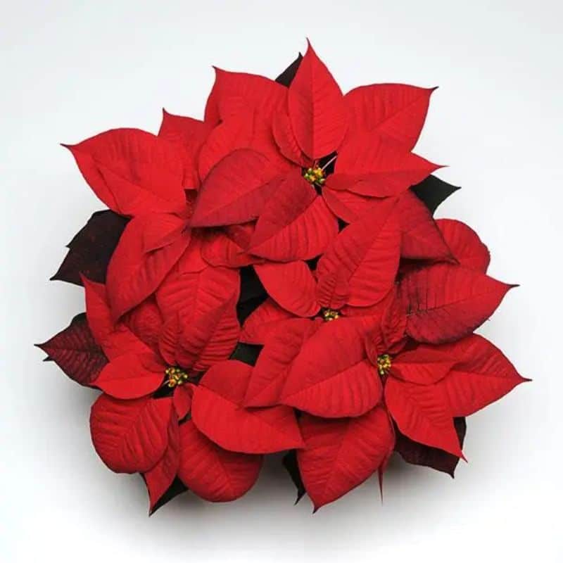 Poinsettia