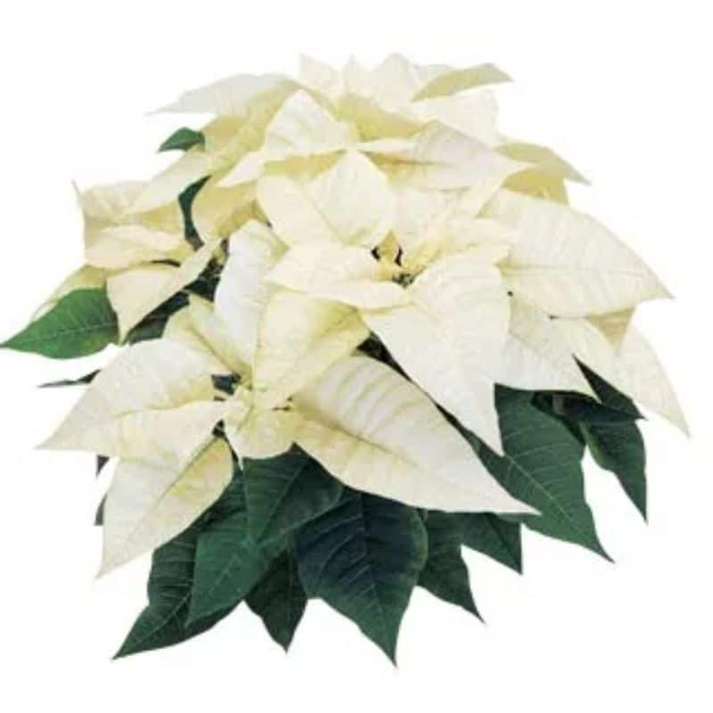 Poinsettia - Image 2