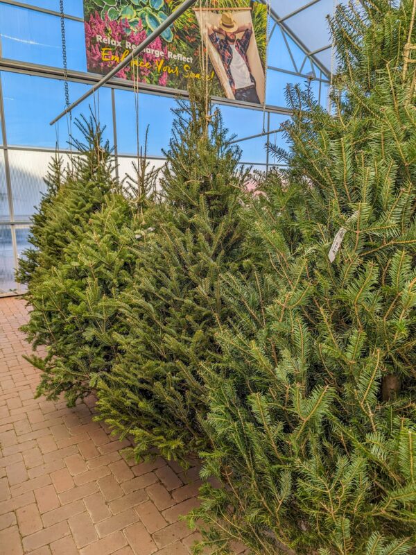 Fresh Cut Tree - Balsam Fir - Image 2