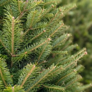 Fresh Cut Tree - Balsam Fir