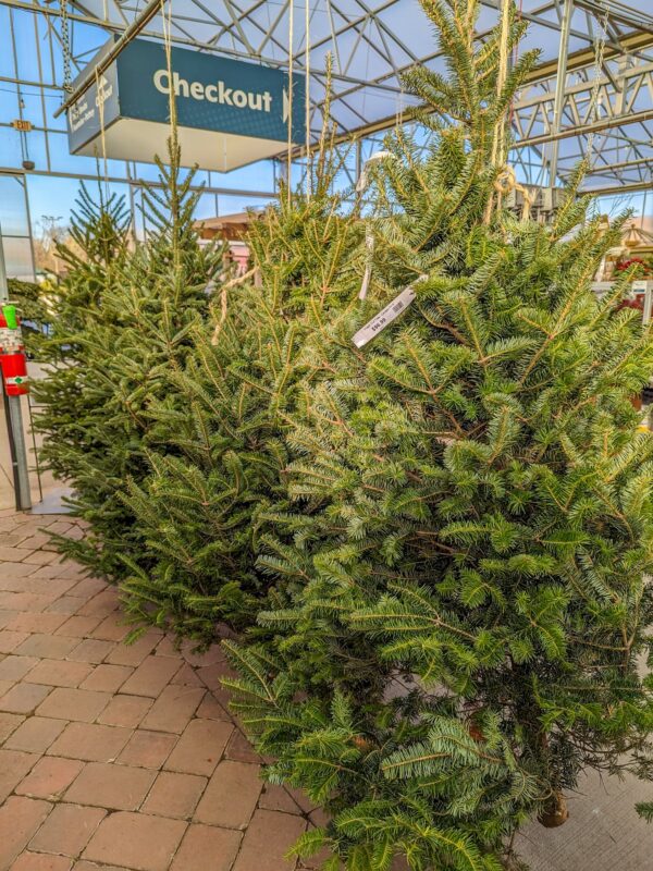 Fresh Cut Tree - Canaan Fir - Image 2