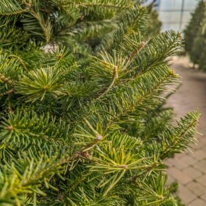 Fresh Cut Tree - Canaan Fir