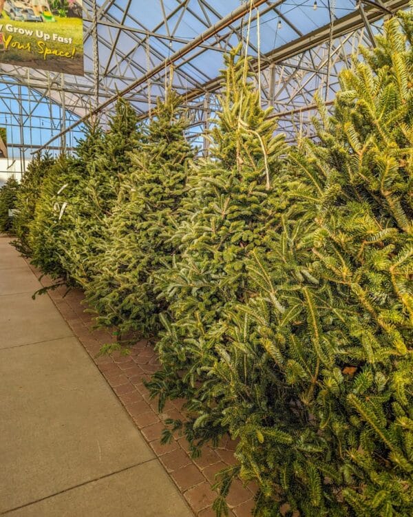 WD-Fresh Cut Tree, Fraser Fir 7' - Image 2
