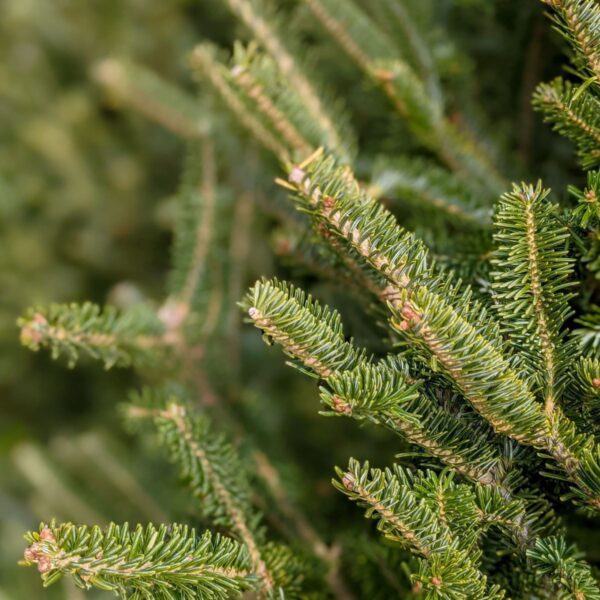 WD-Fresh Cut Tree, Fraser Fir 7'