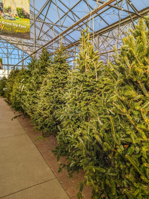 Fresh Cut Tree - Fraser Fir - Image 2