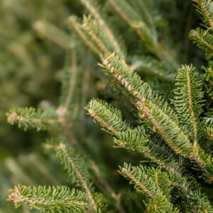 Fresh Cut Tree - Fraser Fir