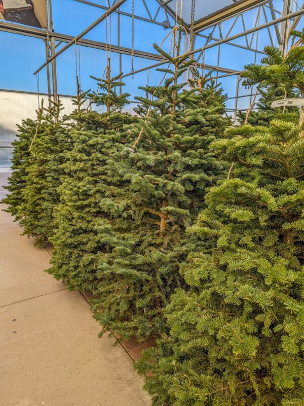 Fresh Cut Tree - Noble Fir - Image 2