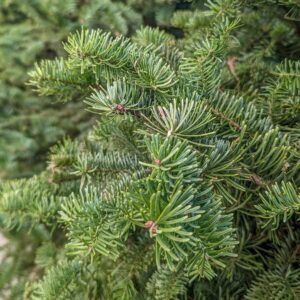 Fresh Cut Tree - Noble Fir