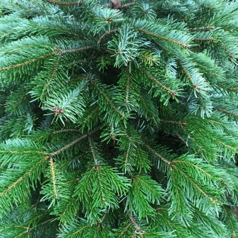 Fresh Cut Tree - Nordman Fir