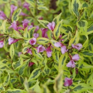 Weigela, 'Bubbly Wine'