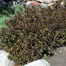 Weigela, 'Dark Horse'