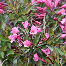 Weigela, 'Fine Wine'
