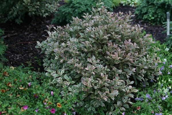 Weigela, 'My Monet' Purple Effect - Image 2
