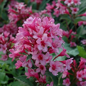 Weigela, 'Sonic Bloom'