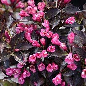Weigela, 'Spilled Wine'