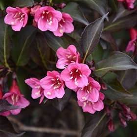 Weigela, 'Wine & Roses'