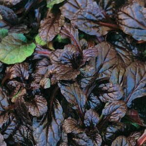 Bronze Ajuga 03FLAT