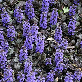 'Black Scallop' Ajuga