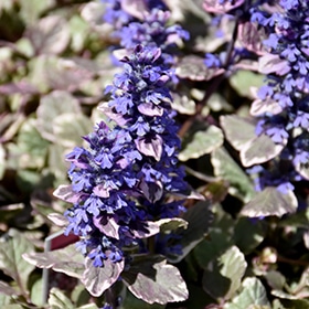 'Burgundy Glow' Ajuga 03FLAT