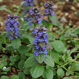 Giant Ajuga