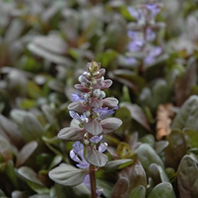 'Chocolate Chip' Ajuga