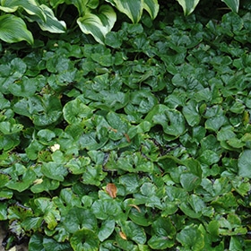 Canadian Wild Ginger