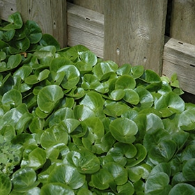 European Wild Ginger
