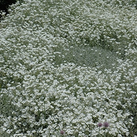 Snow In Summer