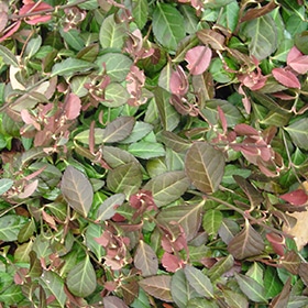 Purpleleaf Wintercreeper 03FLAT