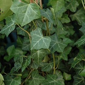 'Thorndale' Ivy 03FLAT