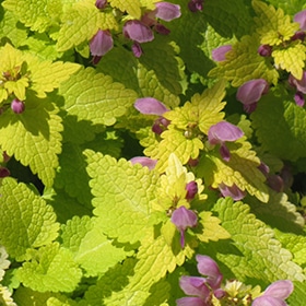 'Aureum' Dead Nettle