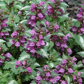 'Chequers' Dead Nettle 1QT