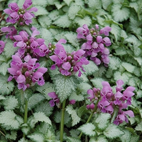'Orchid Frost' Dead Nettle