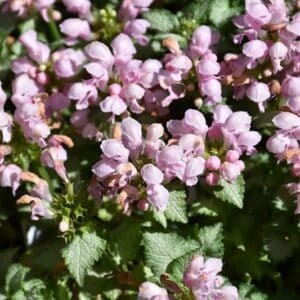 'Pink Pewter' Dead Nettle