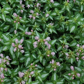 'Shell Pink' Dead Nettle 1QT
