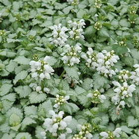 'White Nancy' Dead Nettle