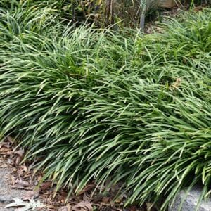 'Big Blue' Lilyturf