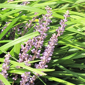 Creeping Lilyturf